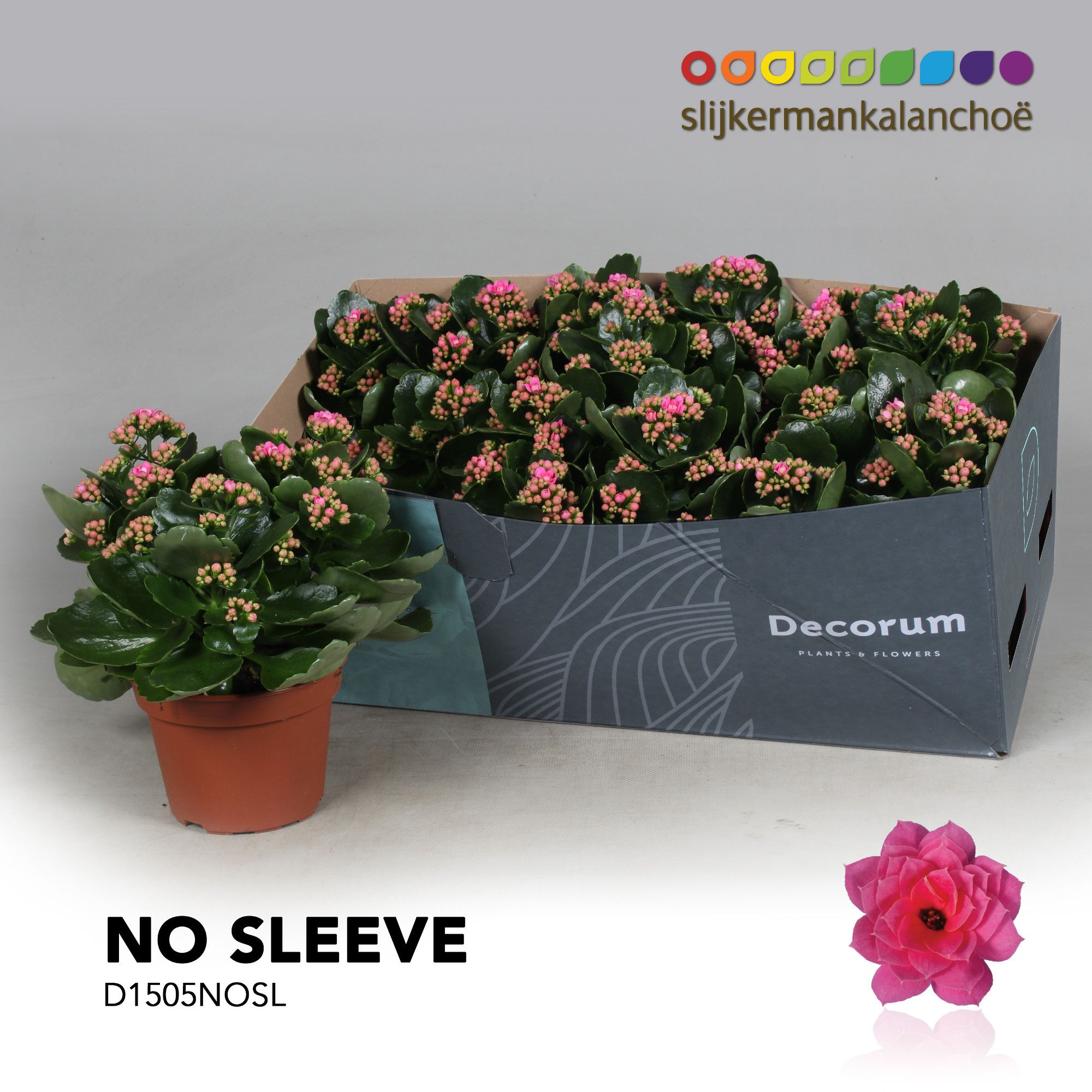 Kalanchoe No Sleeve - Pink, D 15