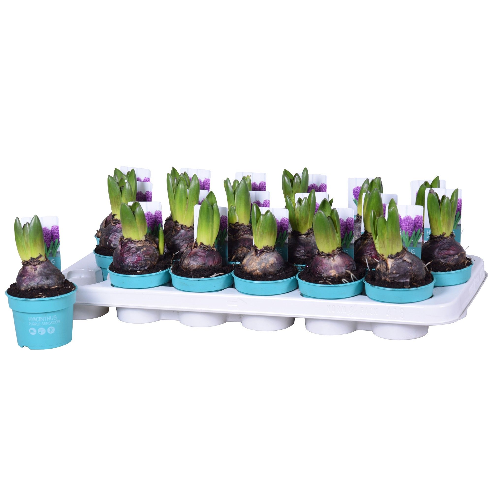 Hyacinthus Purple Sensation 'Diamond Collection' 9cm, D 9