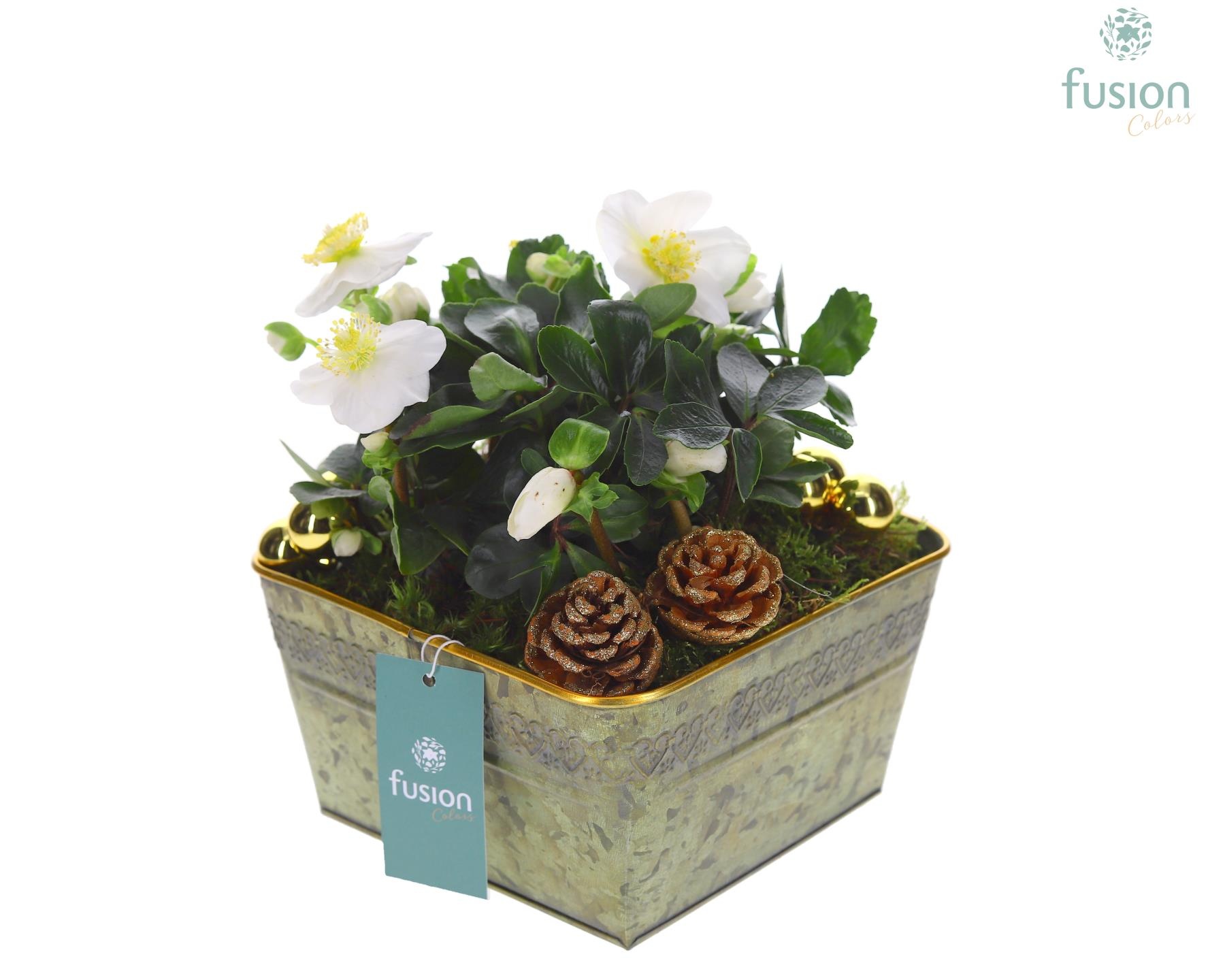 Schaal zink vierkant Kerst met Helleborus, D 20 cm