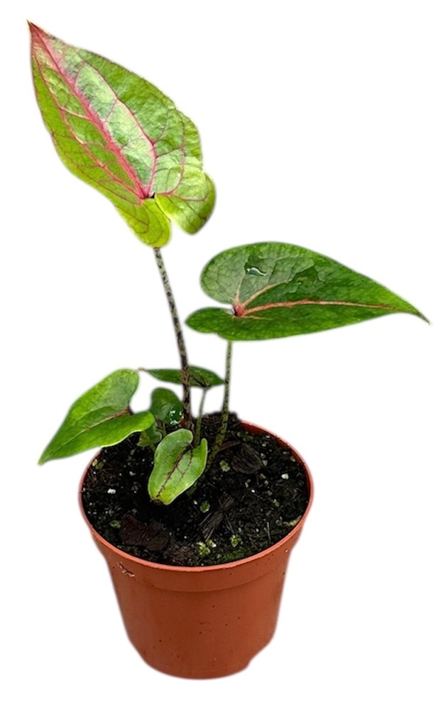 Cyrtosperma Johnstonii, D 8