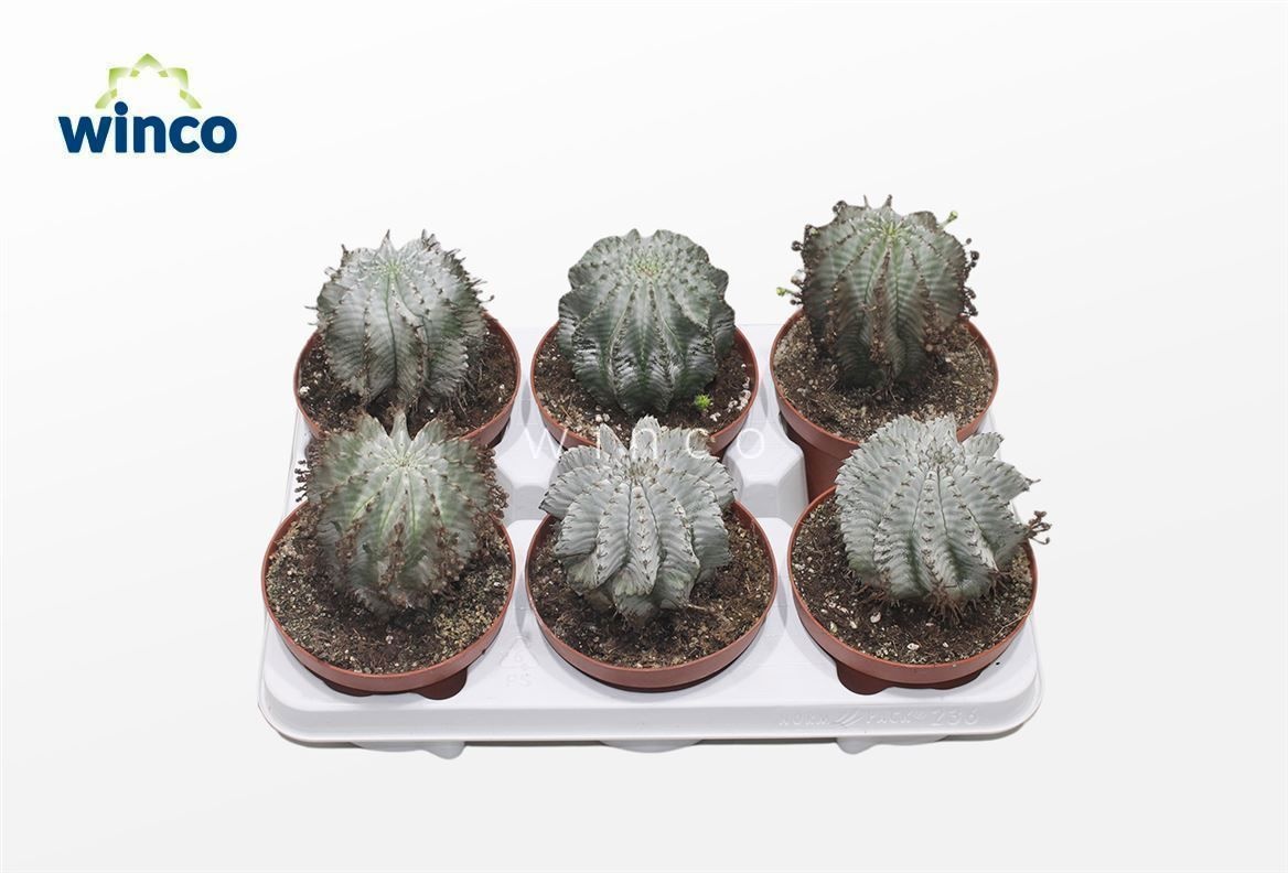 Euphorbia Horrida Alba, D 13