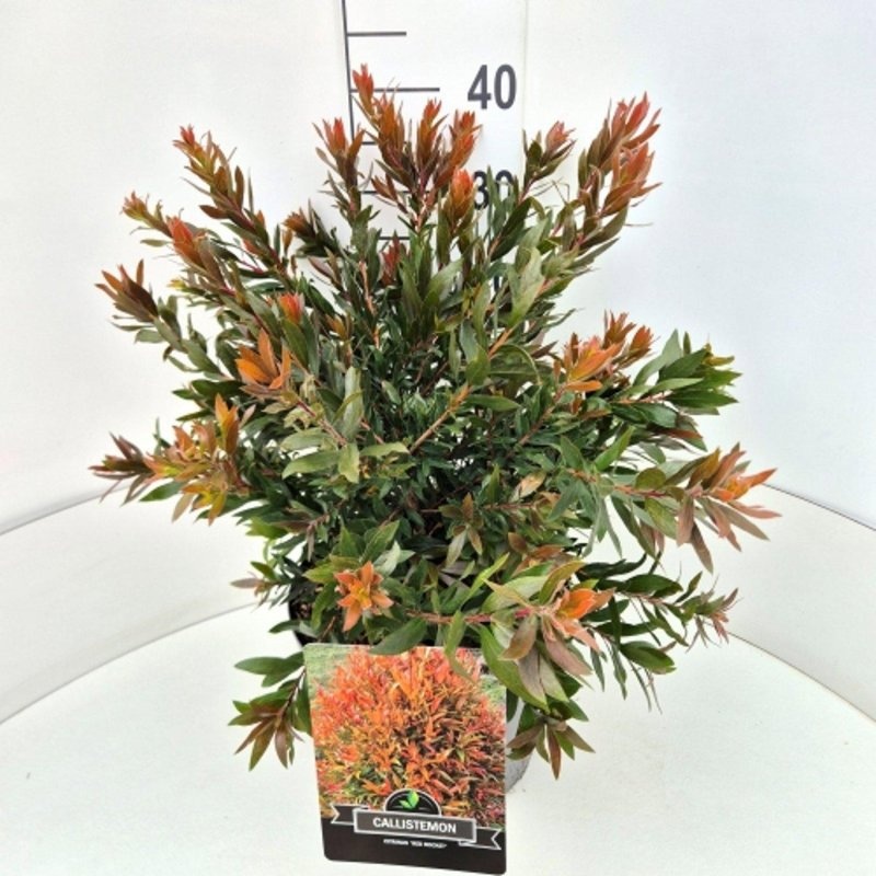 Callistemon 'Red Rocket', D 29