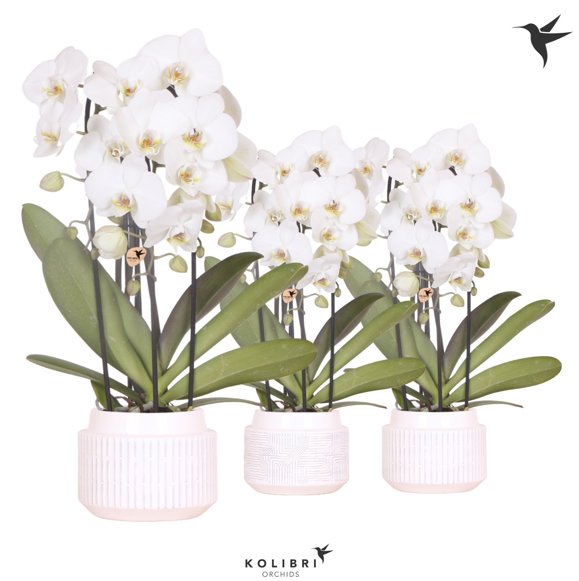 Kolibri Orchids Cascade Niagara Fall white 3 spike in Maze pot white, D 12