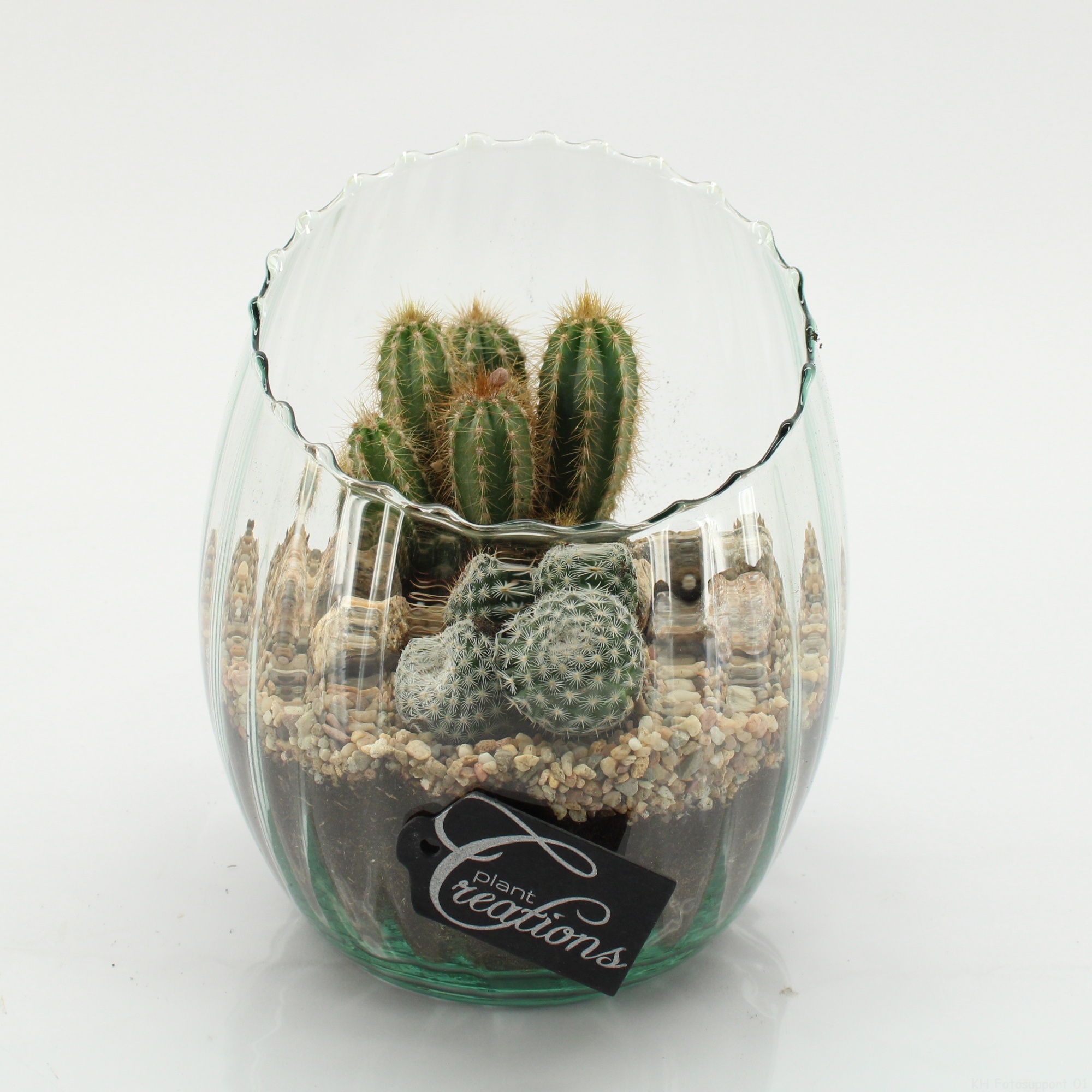 CTCR-2631 Cactus Essentials, D 16