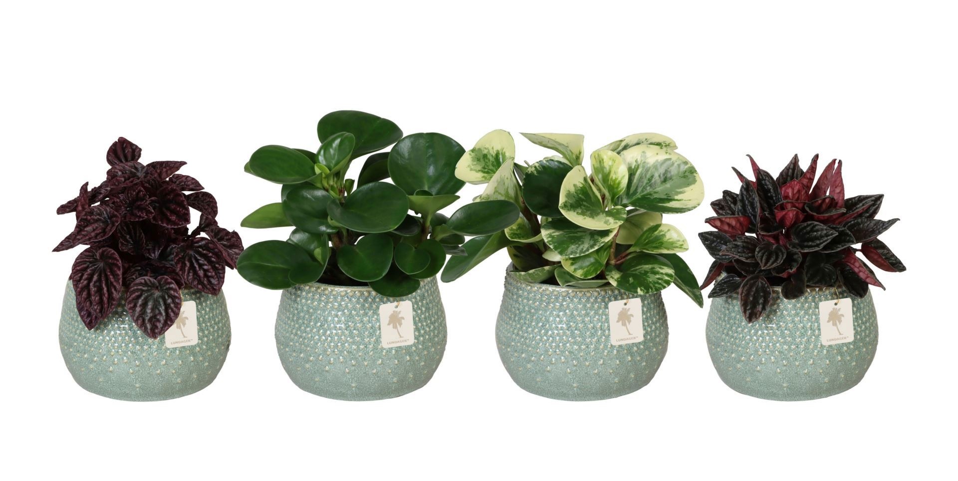 L 67277 with Peperomia Mix 12 cm, D 12 cm