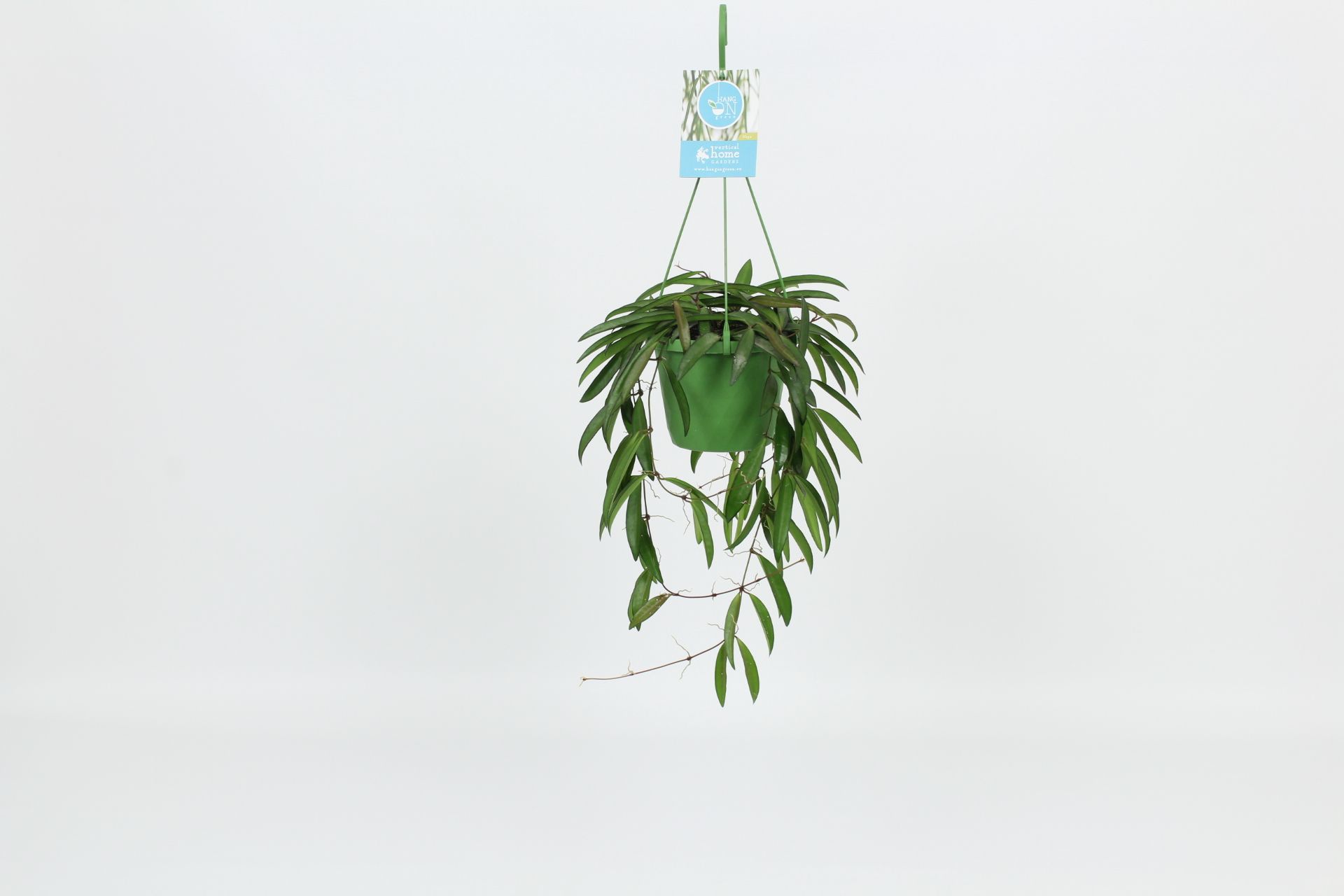 HangonGreen Hoya Wayetti 14 cm, D 14