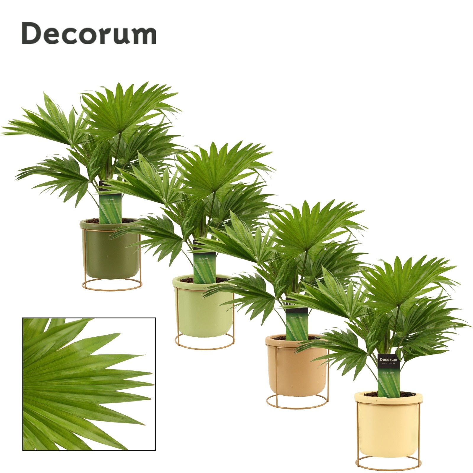 Livistona Rotundifolia 12 cm in Lynn (Silent moods-collection), D 12