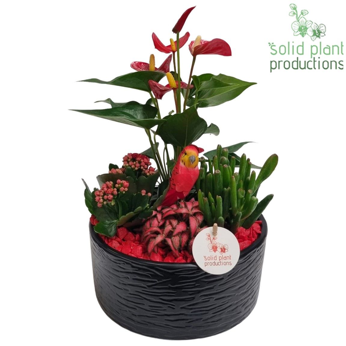 AT004 Stella Black/Red, D 22