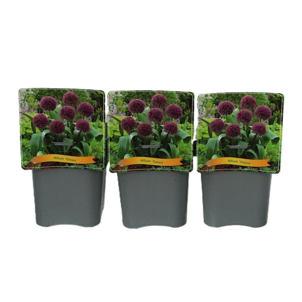 Allium 'Ostara' C5, D 21