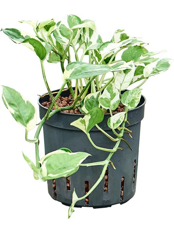 Scindapsus (Epipremnum) 'Glacier', D 13 cm