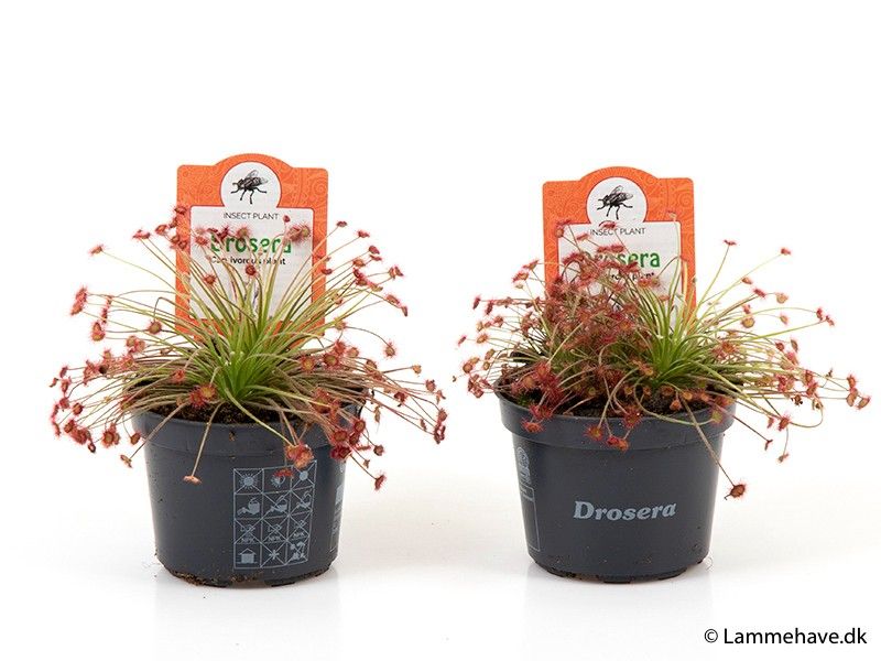 DROSERA PARADOXA 127, D 9