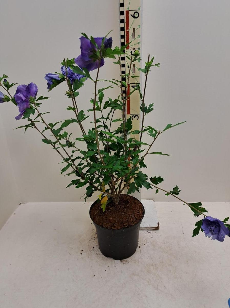 Hibiscus syr. Blue Chiffon, D 19