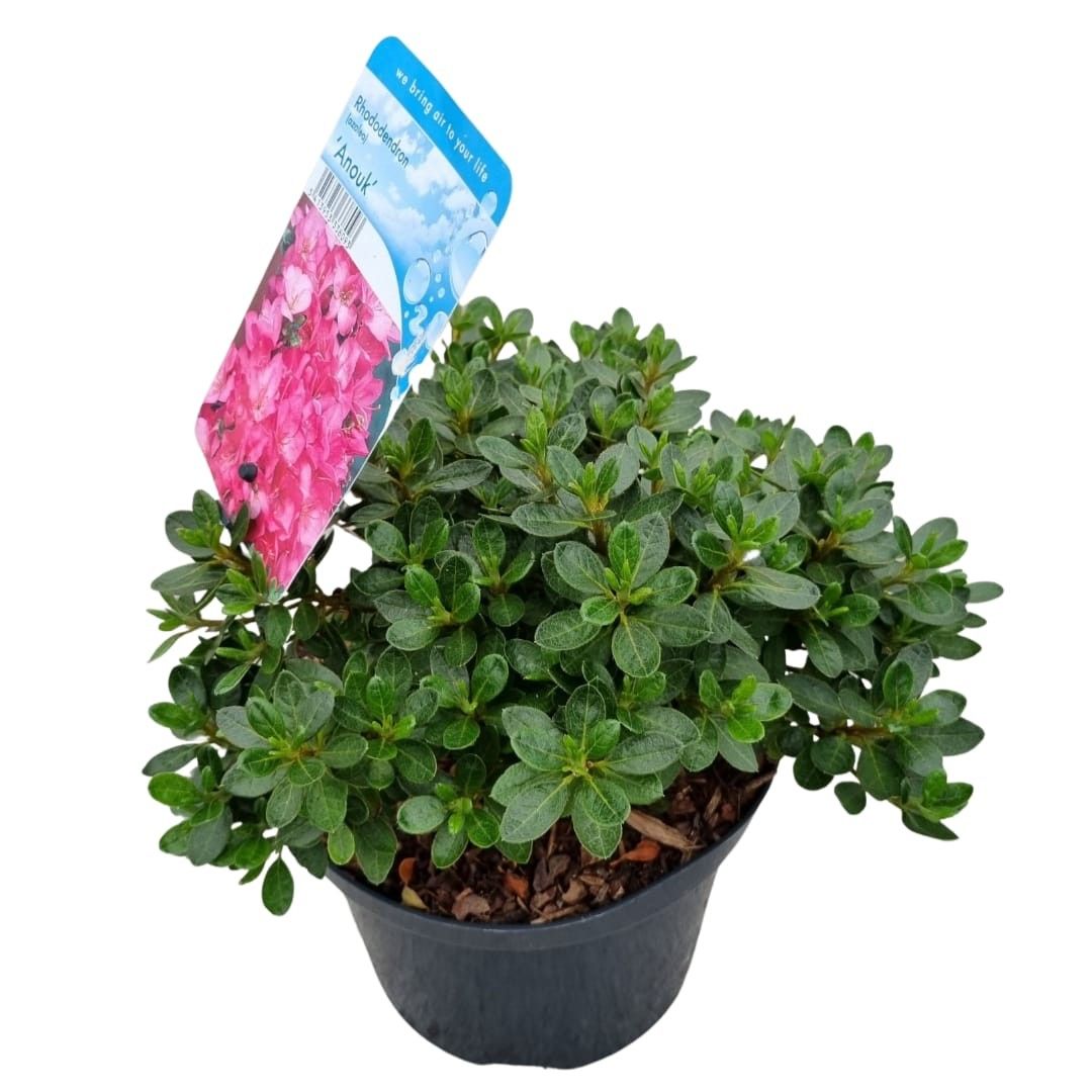 Rhododendron (AJ) 'Anouk', D 18