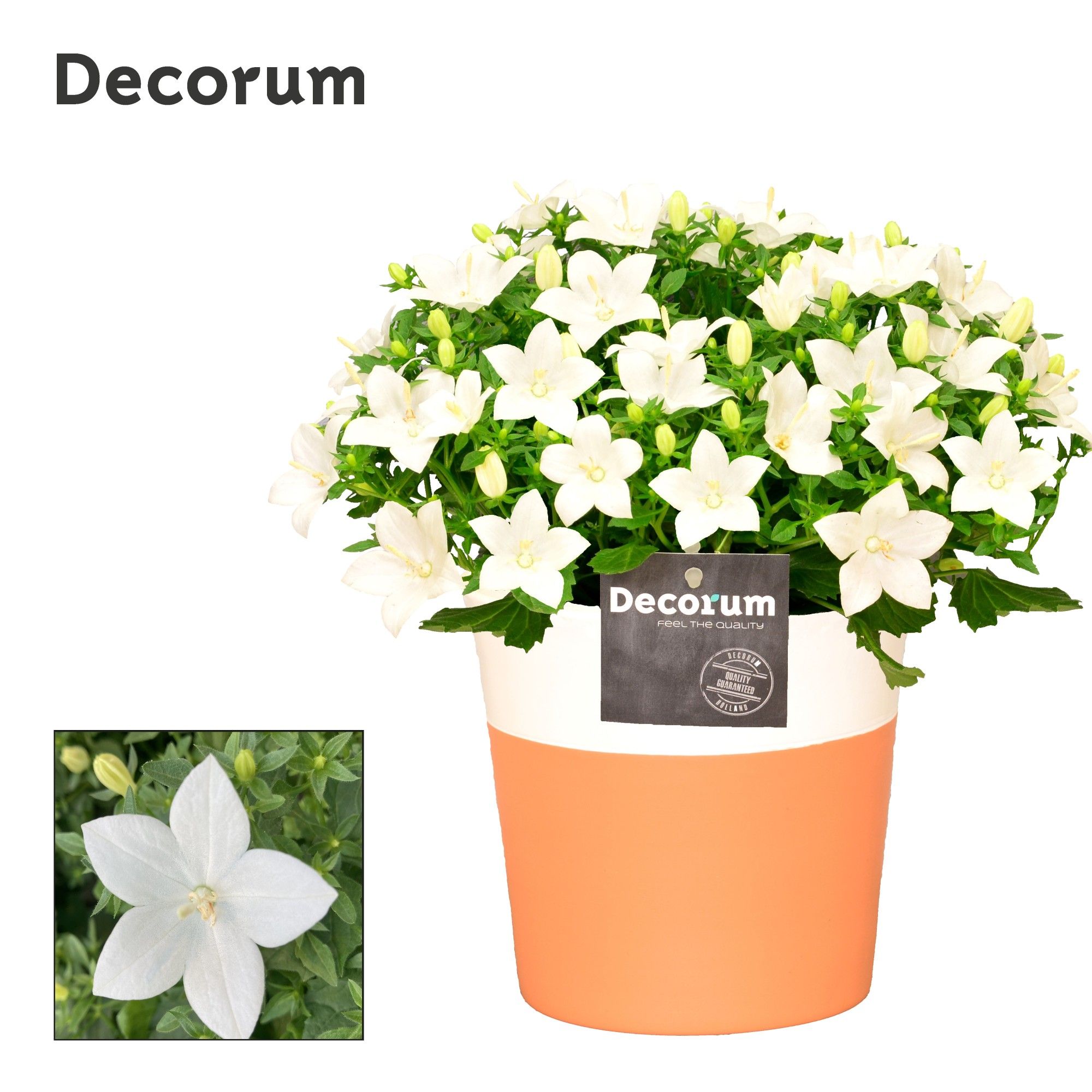 Campanula 'Atlanta' Decorum Terra Cotta, D 13