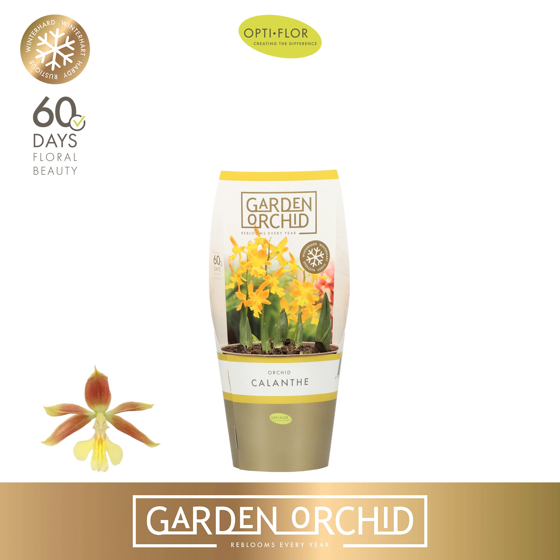 Garden Orchid Calanthe 5+, D 12