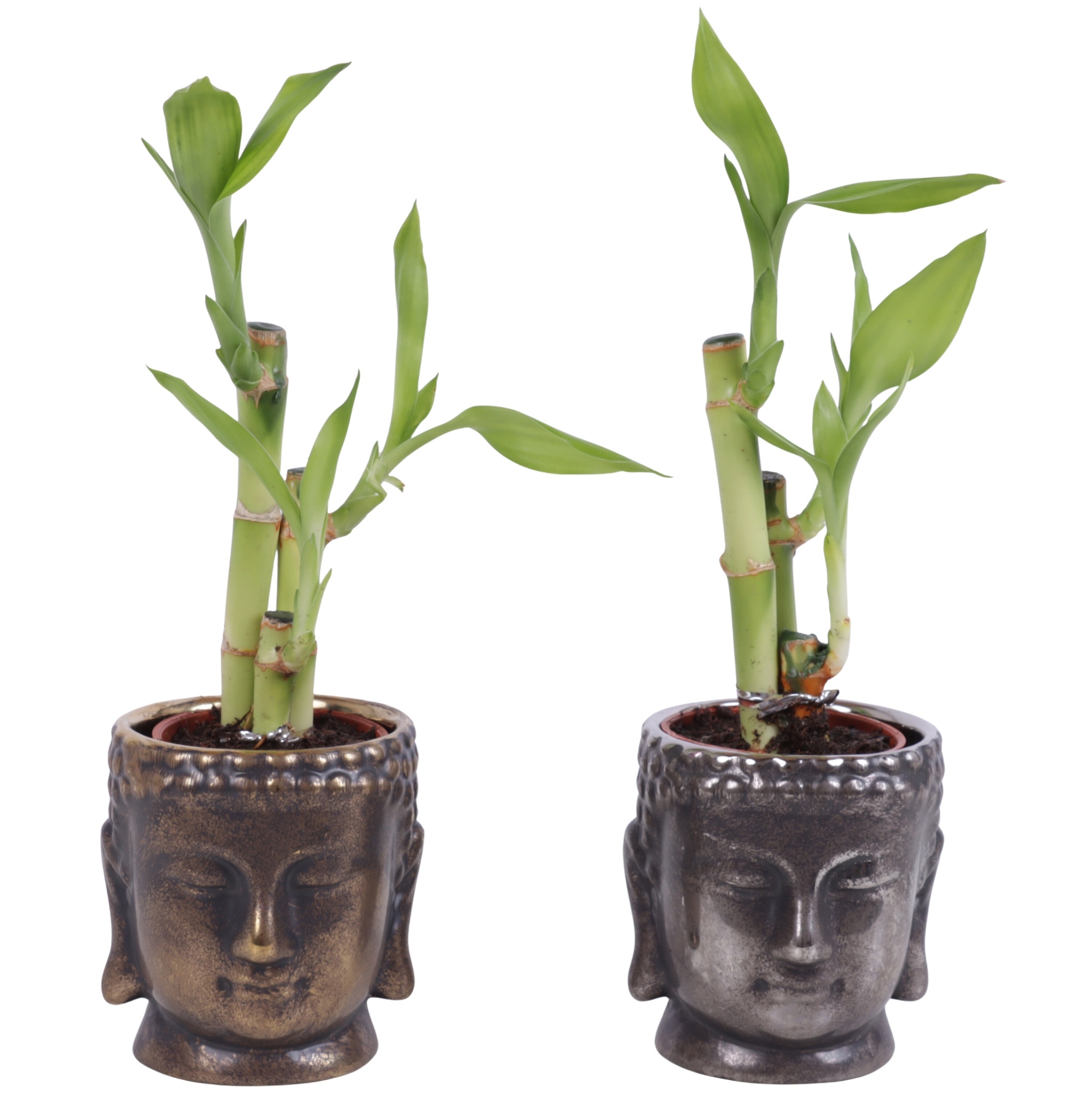 Lucky Bamboo Toef in Ceramic Buddha Gold/Silver Ø08cm, D 8