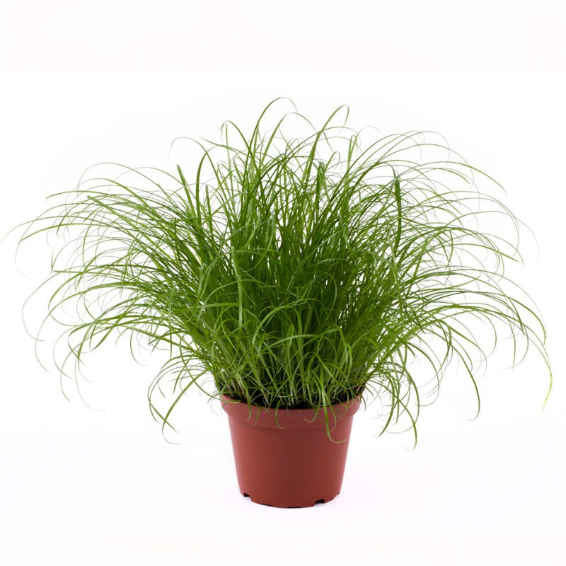 CYPERUS SPICIES, D 11 cm