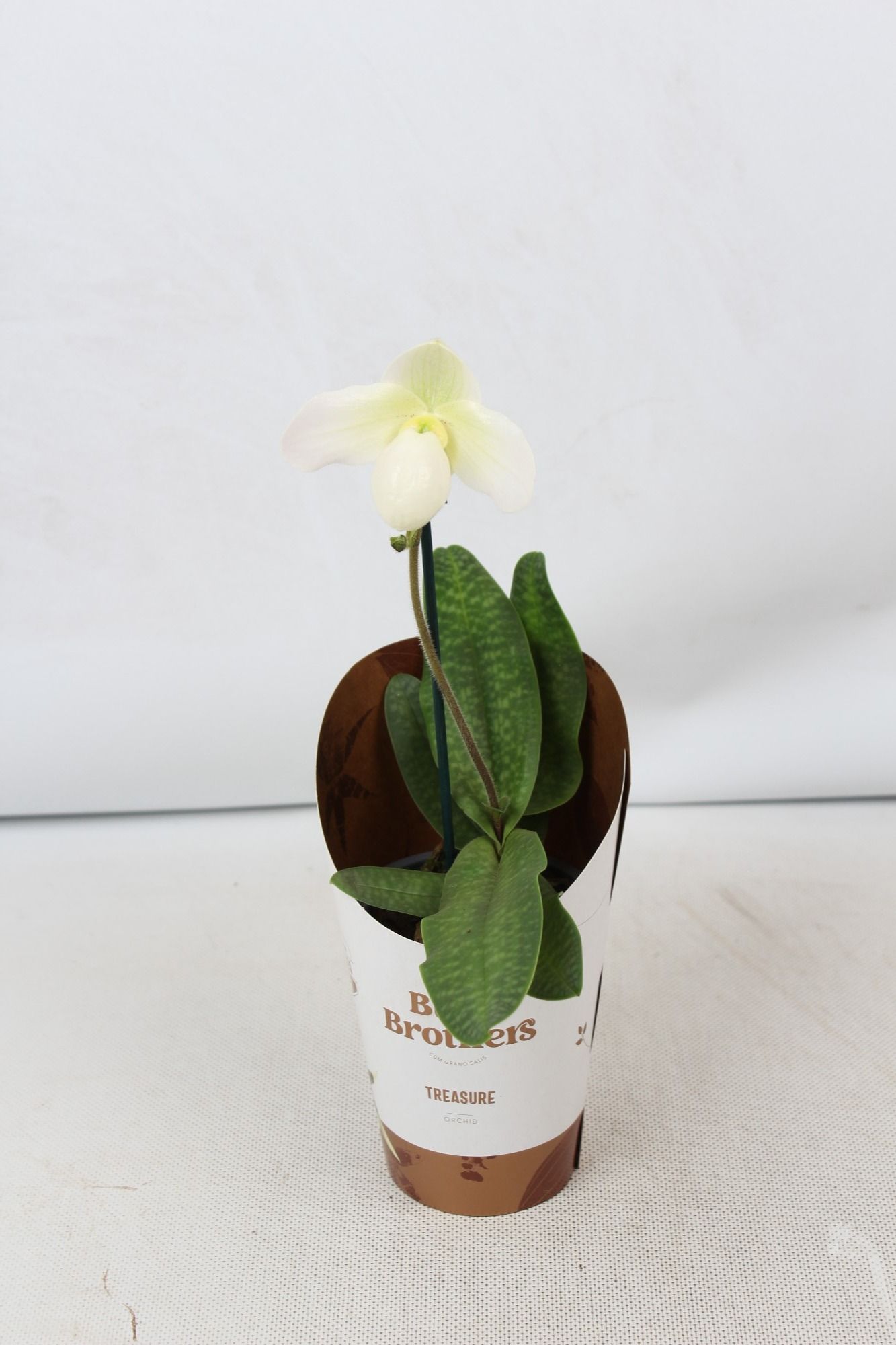 Paphiopedilum um Deperle 1 tak 9 cm, D 9