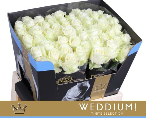 Роза од. Аваланш+ 60, шт.