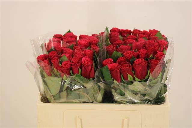 Роза од. Такази+ 50, шт.