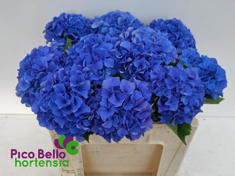 Гортензия Роял Парад 50, шт.