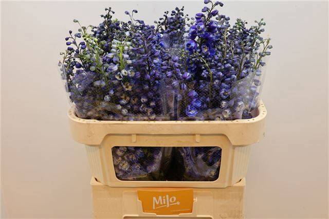 Дельфиниум дв. Аврора Блю 70, шт.