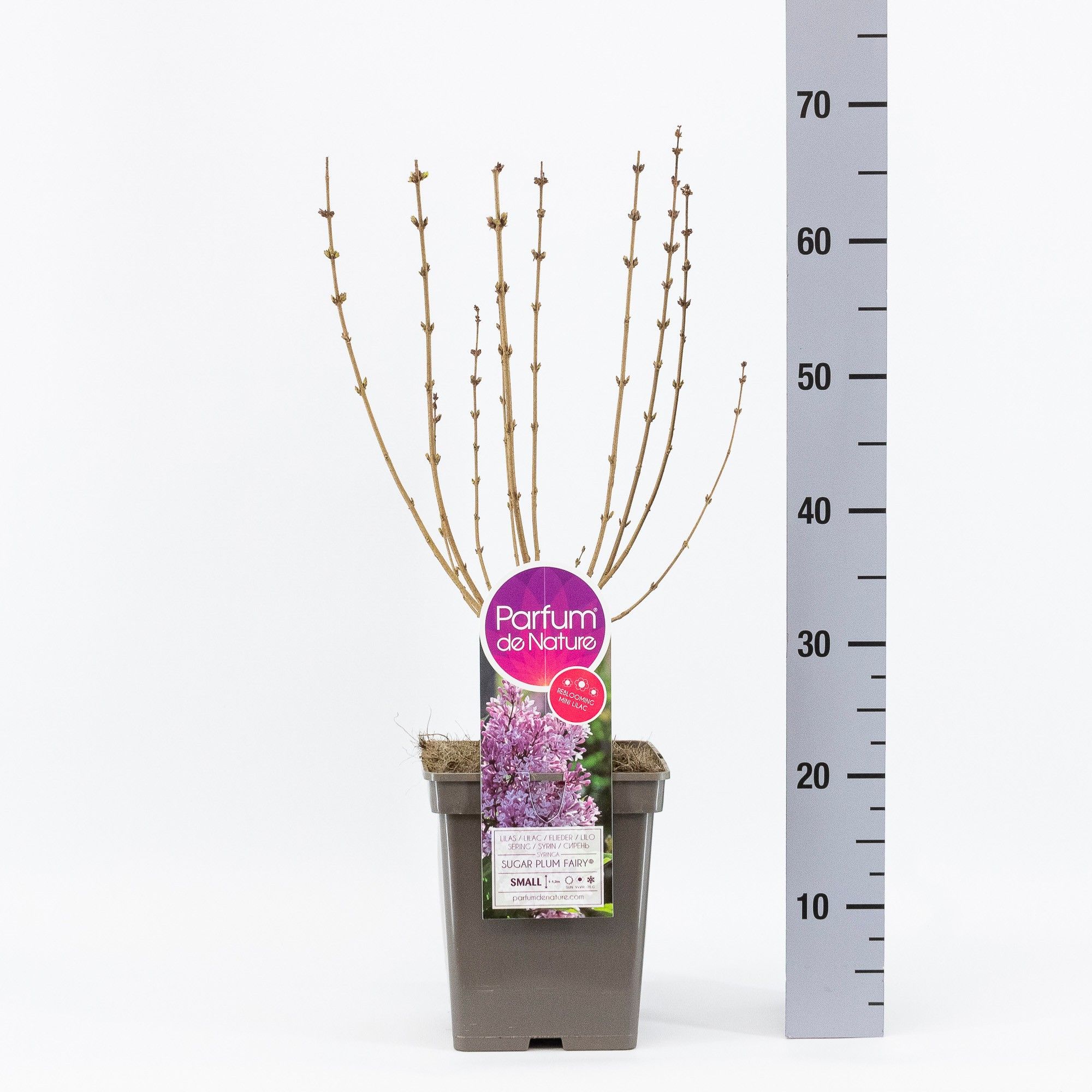 Syringa Sugar Plum Fairy ®, C5, D 23