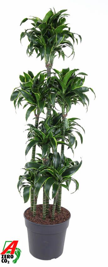 Dracaena Dorado 120-carrousel, D 34