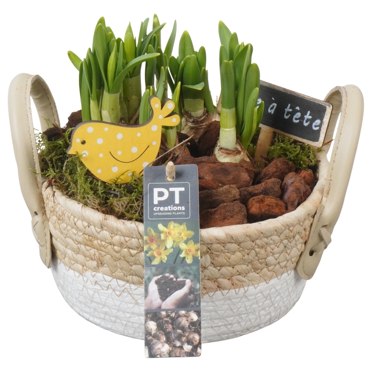 PTN8622 Arrangement Narcissus in rieten mand, D 17