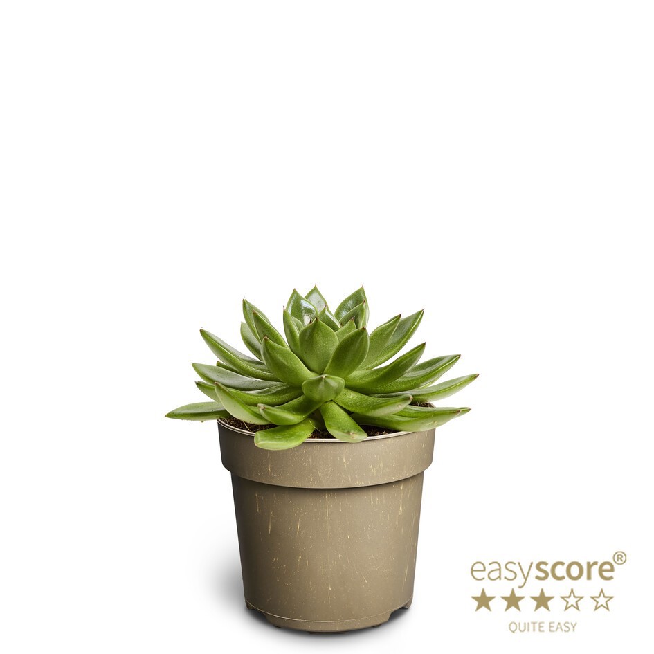 ECHEVERIA AGAVOIDES, D 11