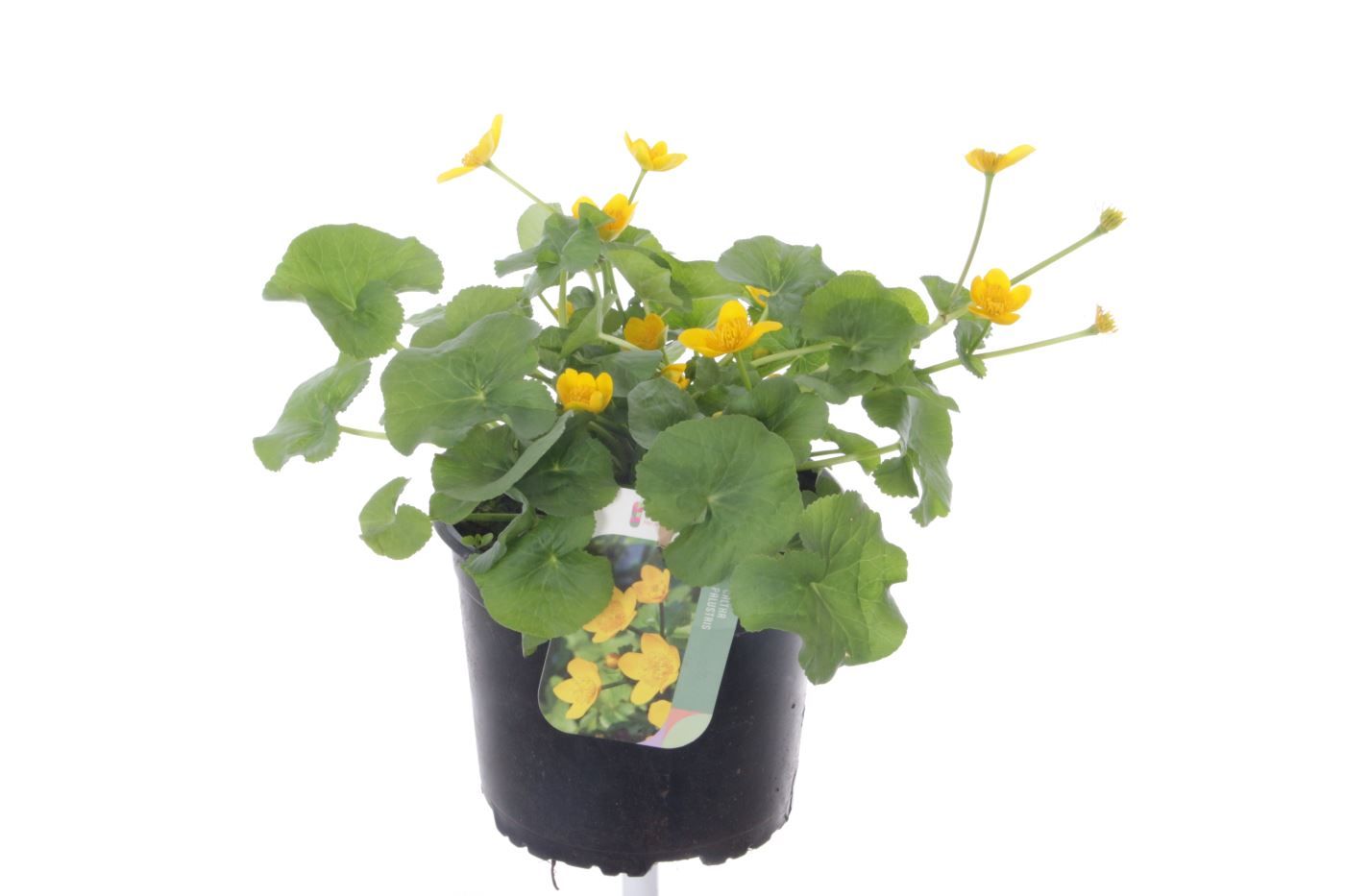 Caltha palustris, D 17