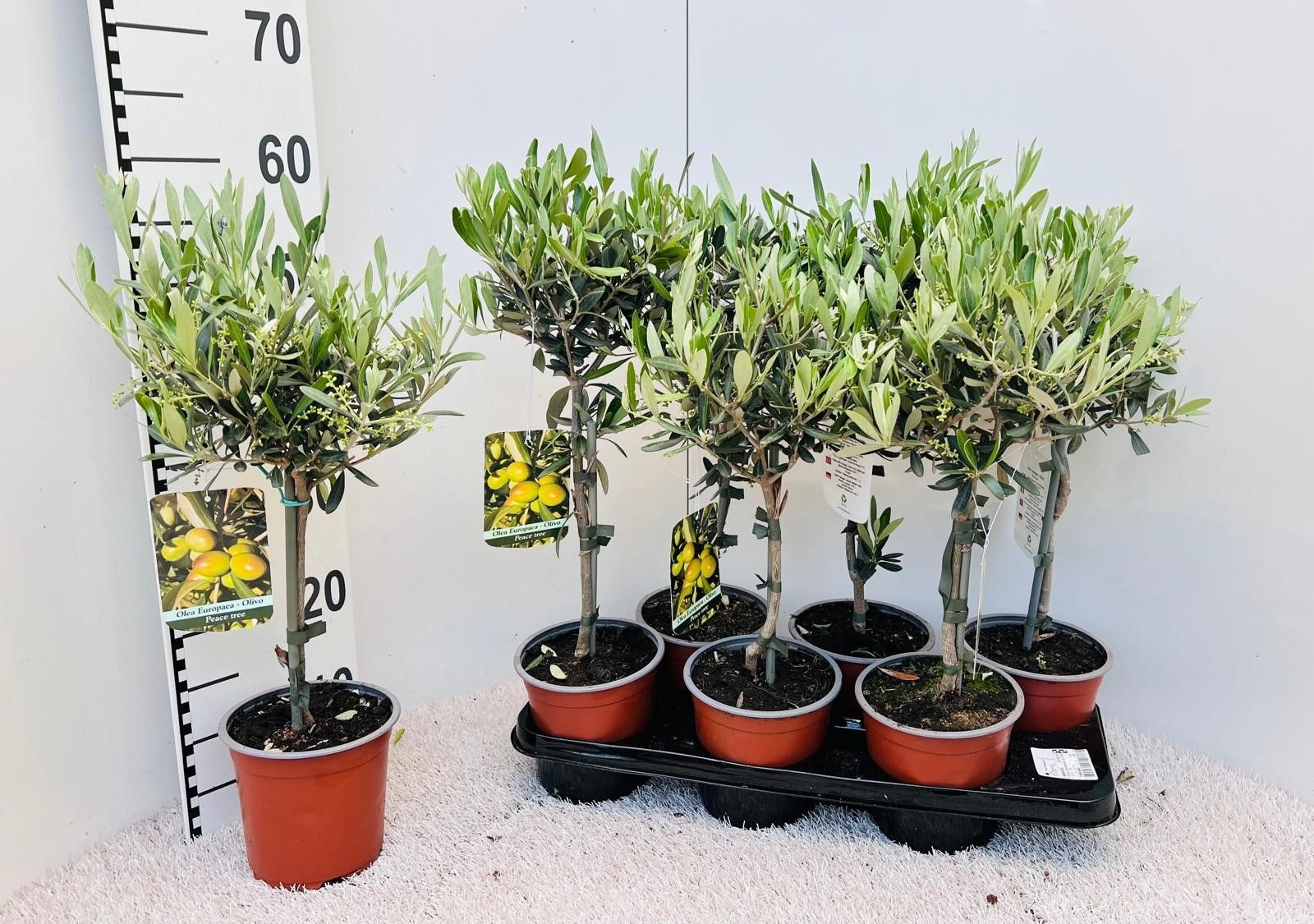 Olea europaea on stem, D 15