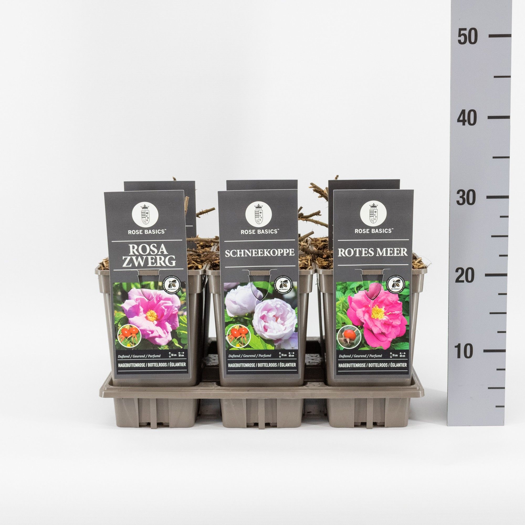 Rose Basics Rugosa (R) mix, C3, D 17