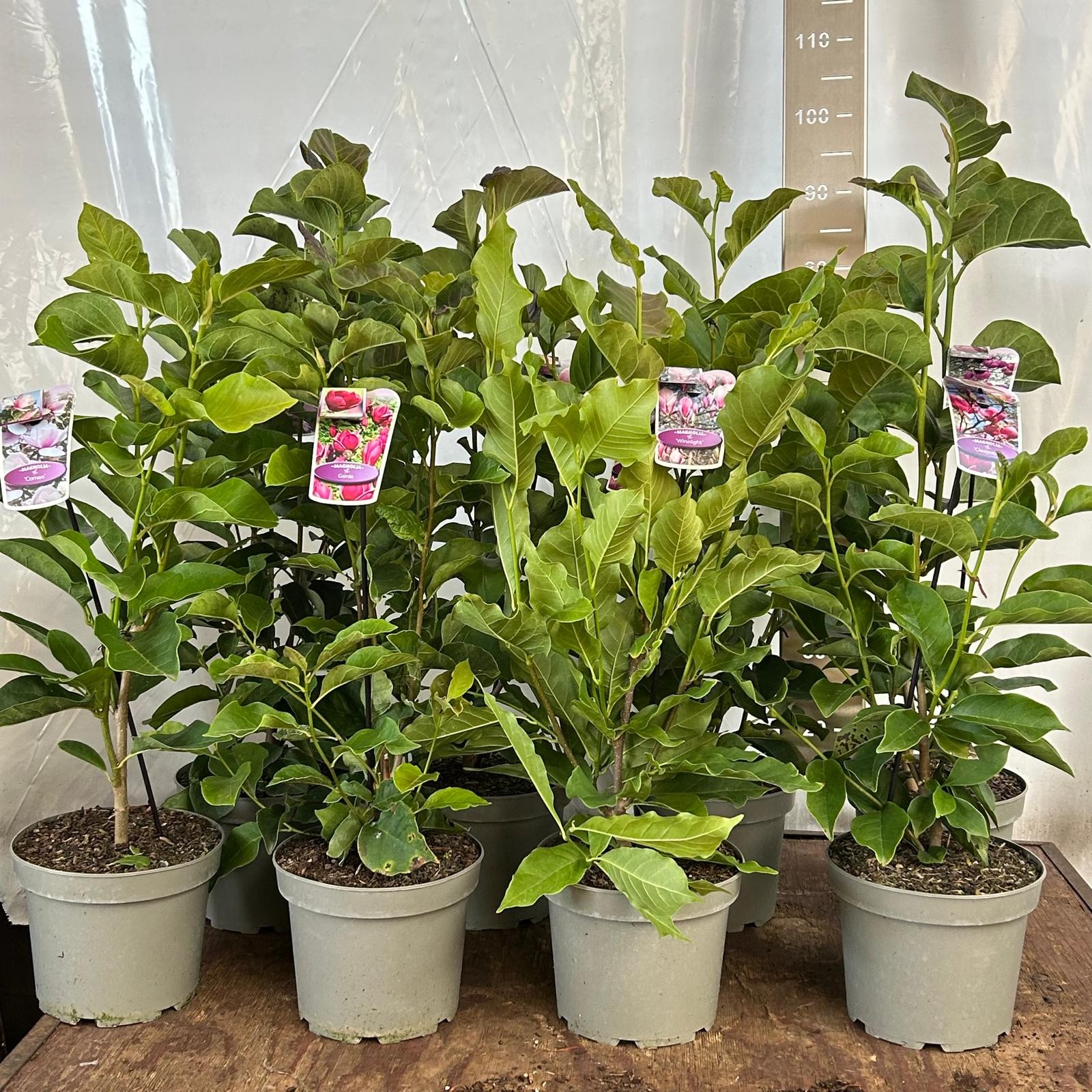 Magnolia exclusive mix, D 23