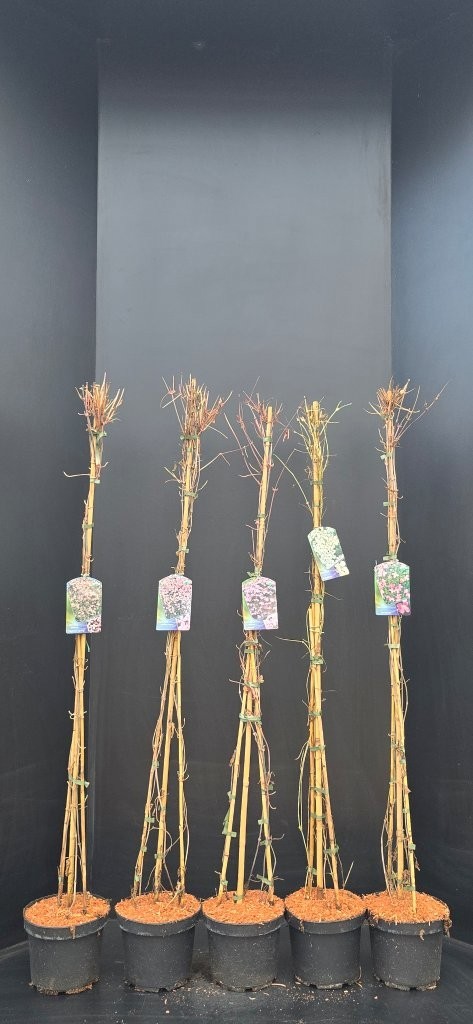 Clematis montana mix, D 23