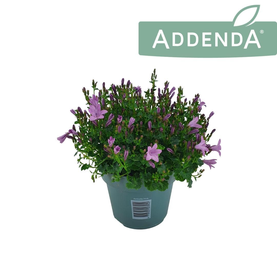 Campanula Ambella Pink 14 cm, D 14
