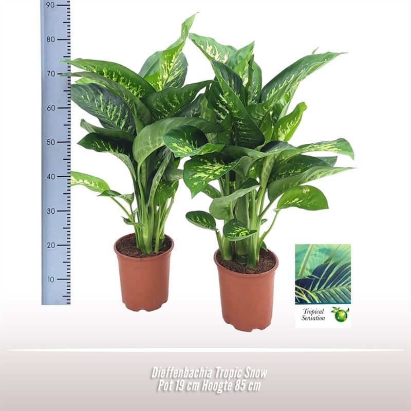 Dieffenbachia Tropic Snow, D 19