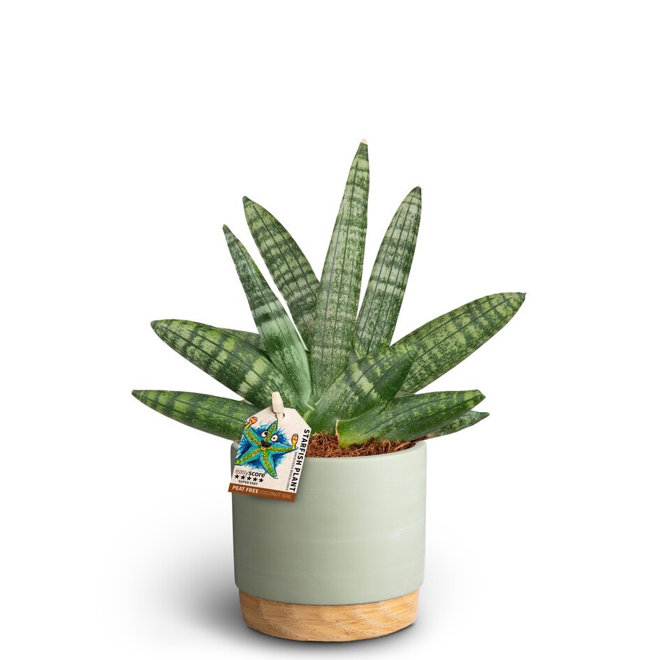 Woodbase Green, Sansevieria Boncellensis, D 10 cm