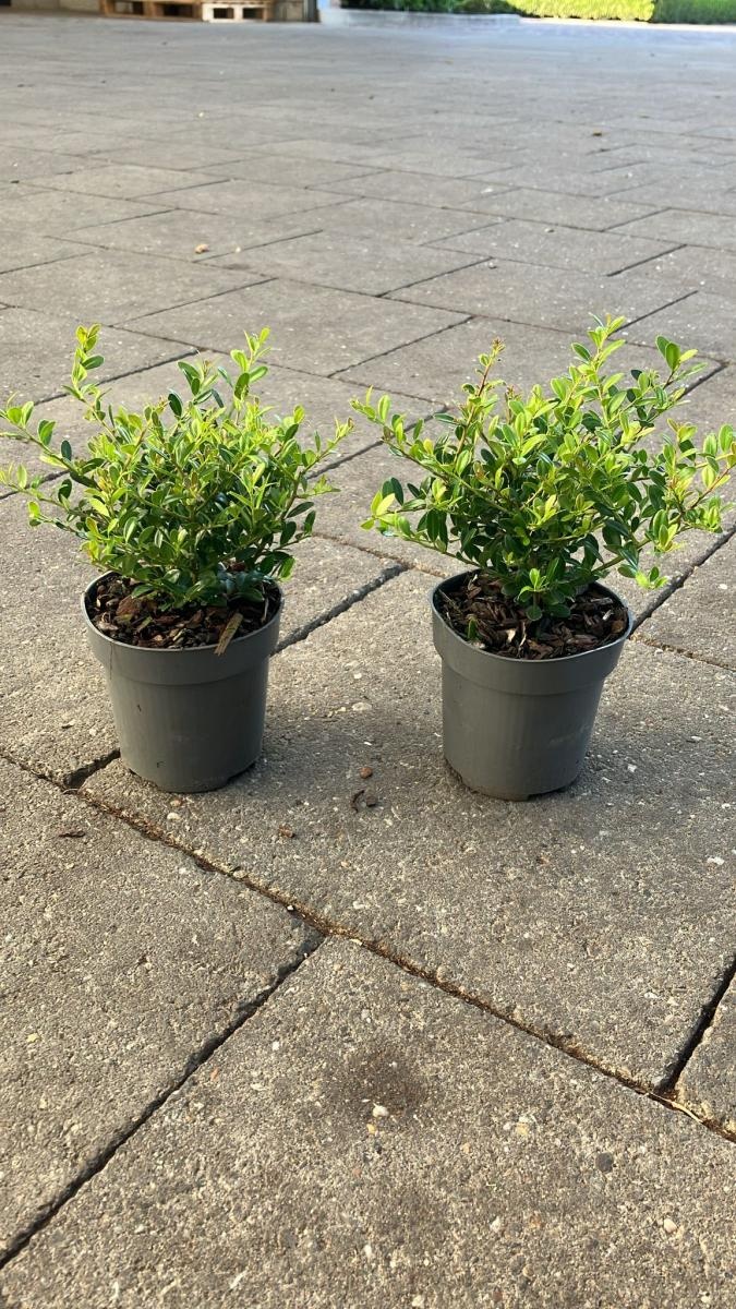 Ilex crenata 'Stokes', D 9