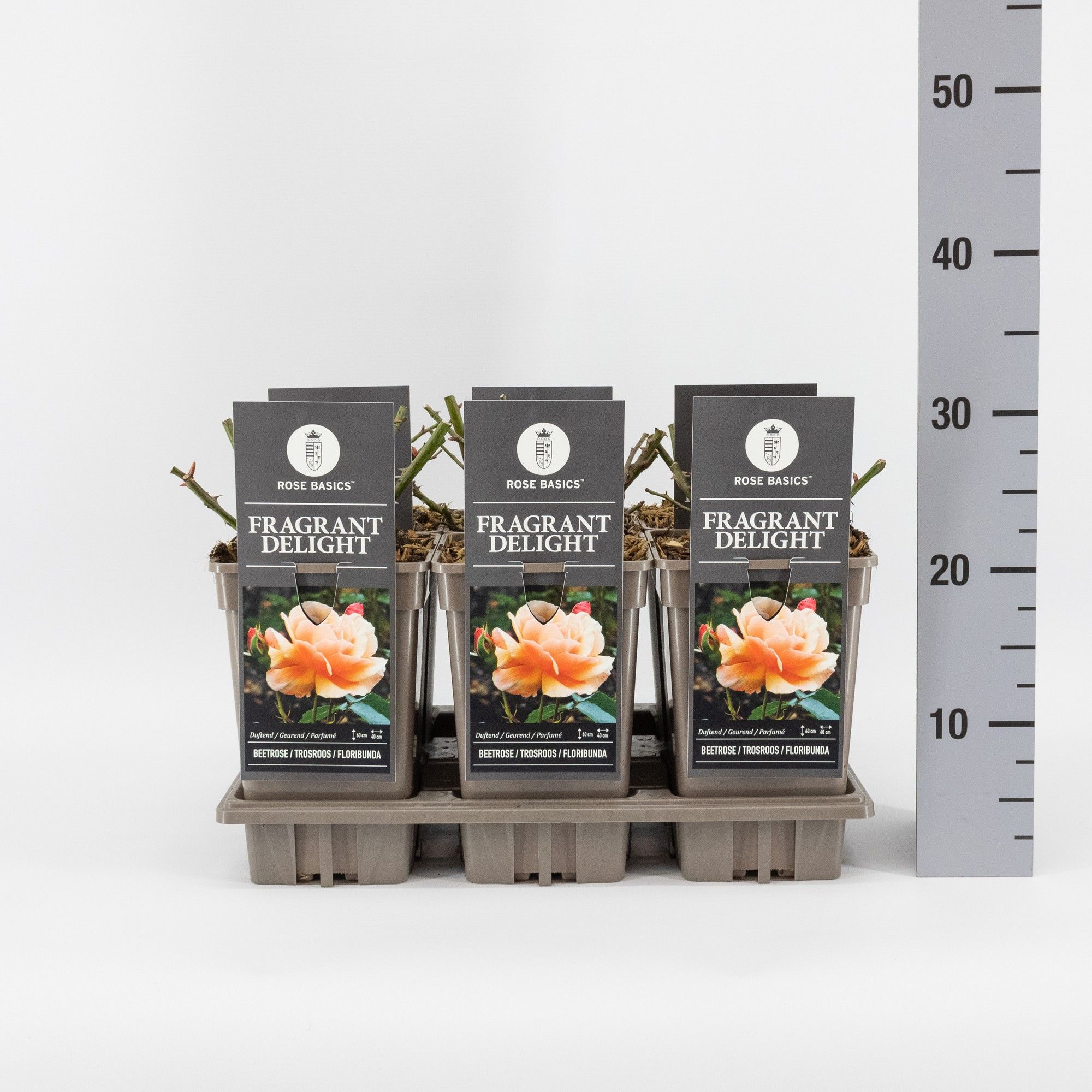 Rosa (F) Fragrant Delight, C3, D 17