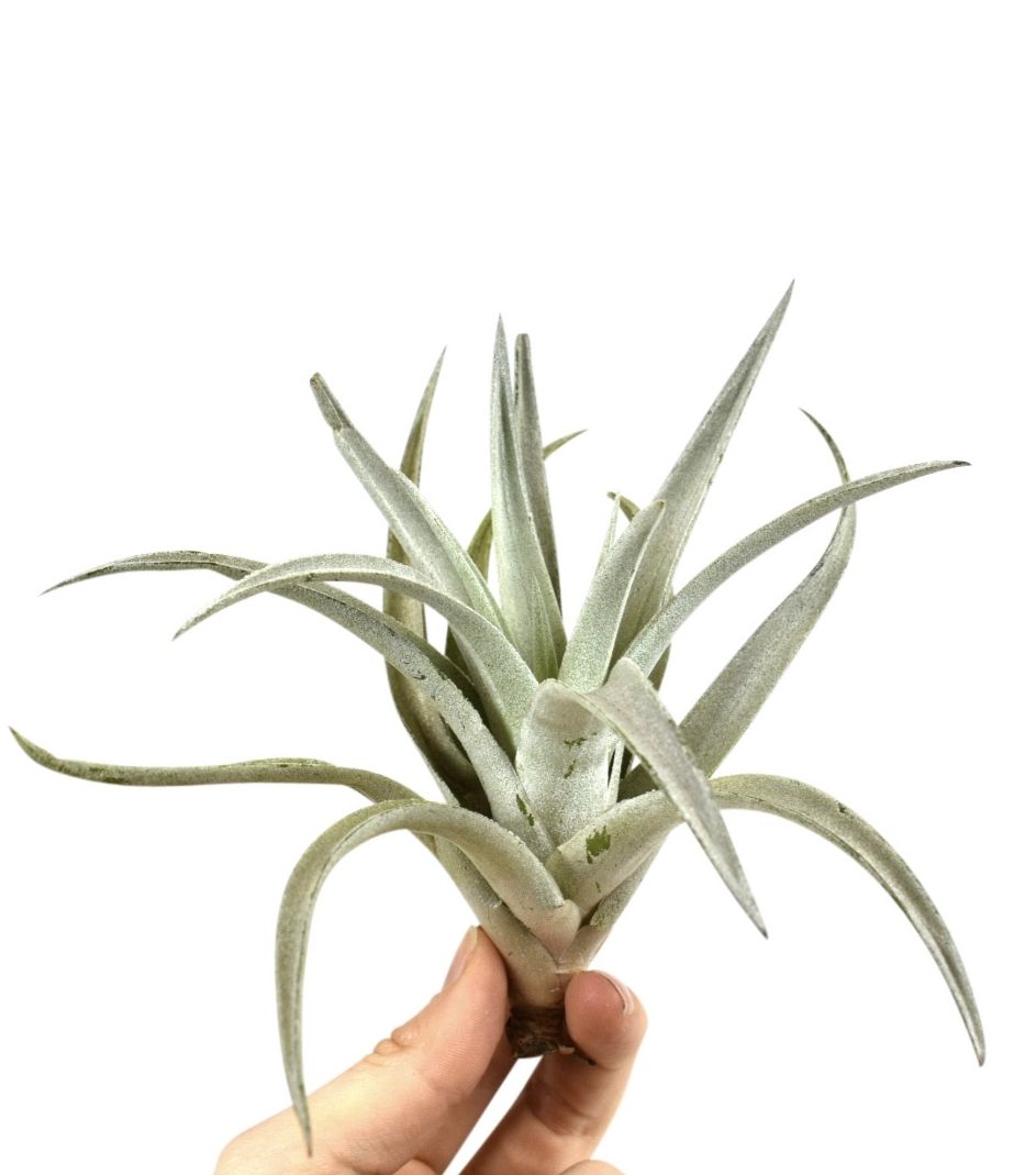 tillandsia harissi, D 10