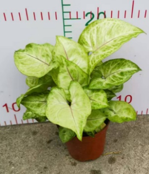 Сингониум подофйллум Голден Чилд 9 15