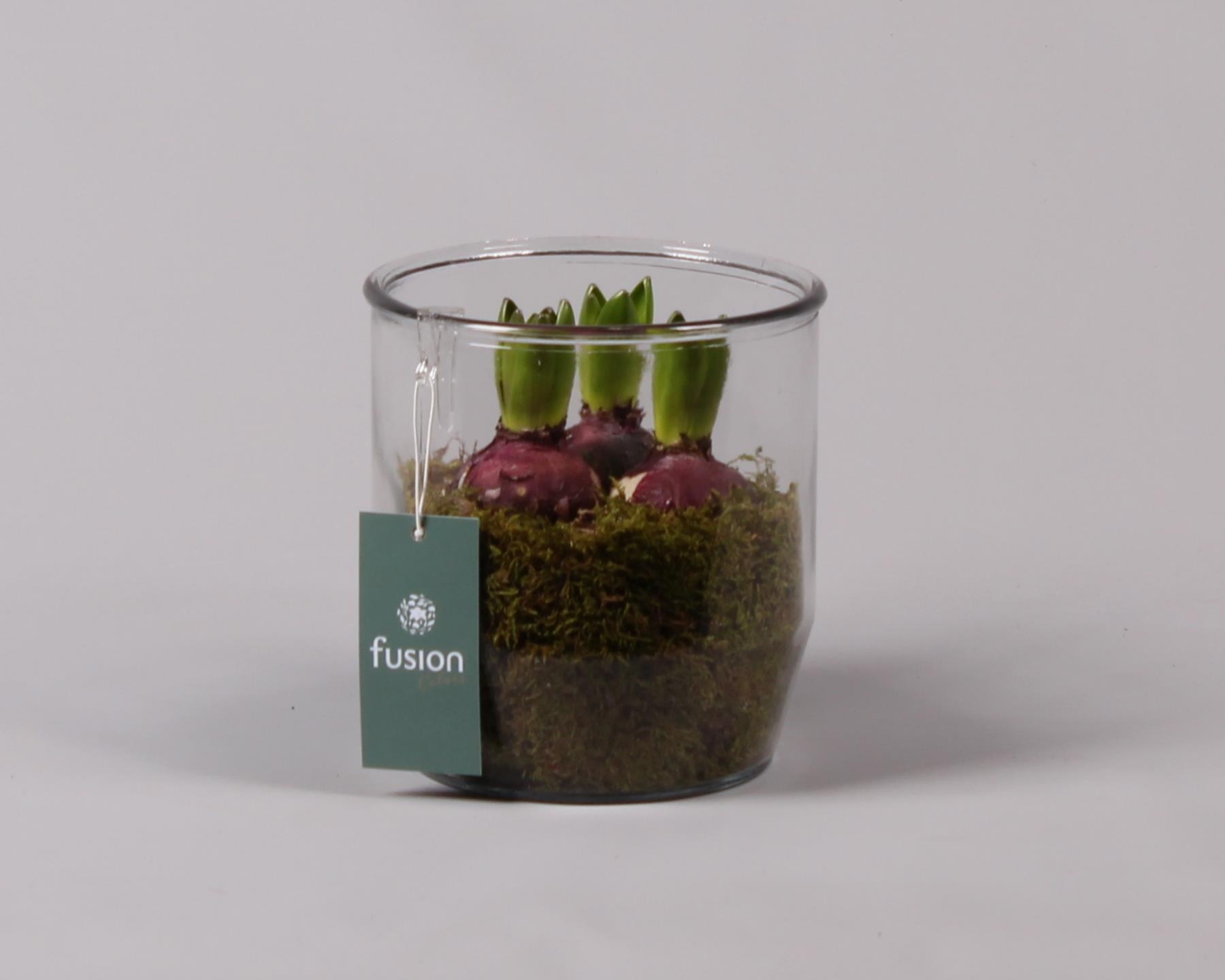 Glazen pot Dirk met Hyacint D15 H18, D 15