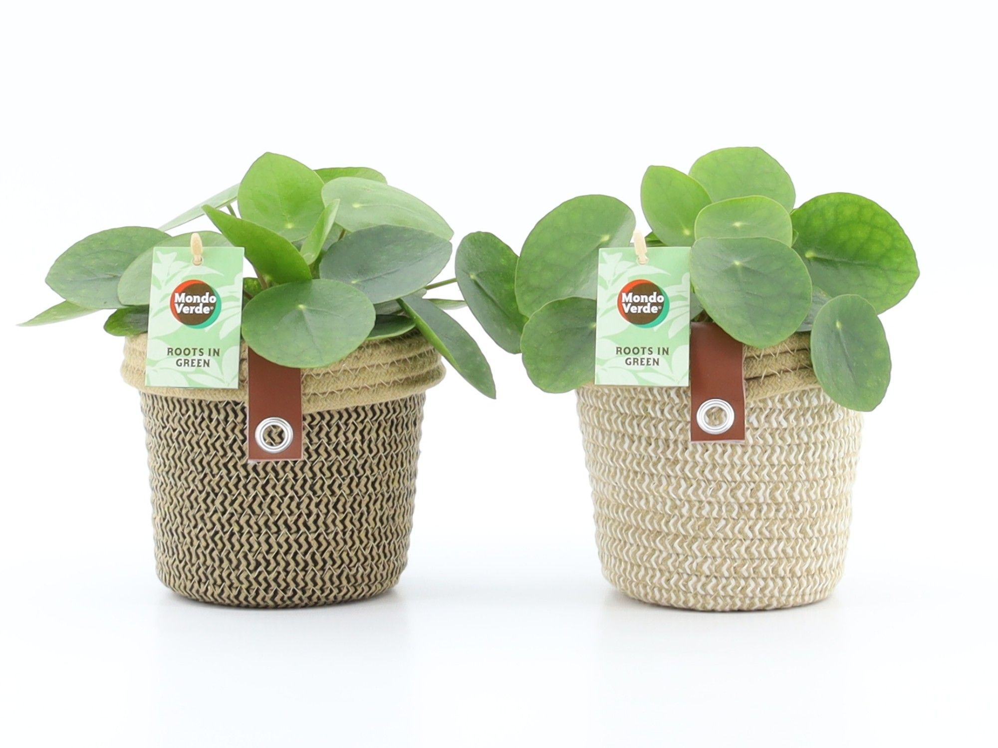 Pilea Peperomioides in Noah Deluxe, D 14