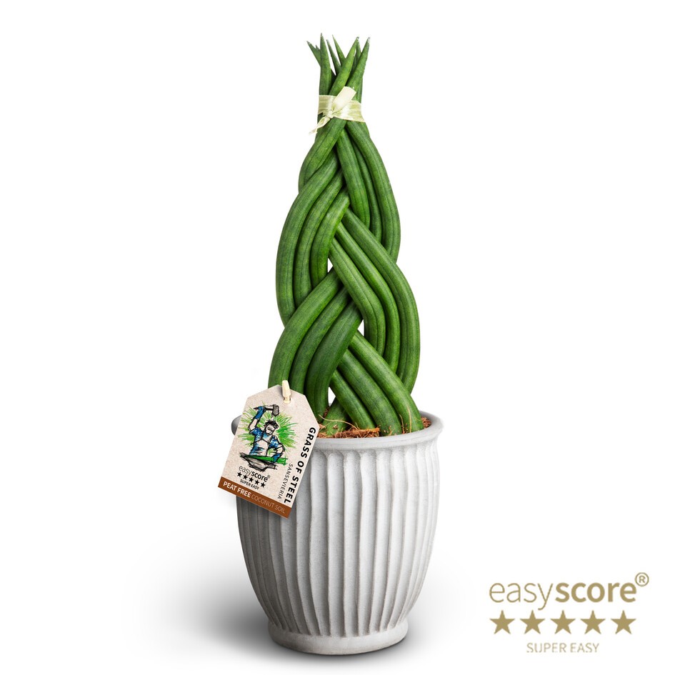 Athena, Sansevieria cylindrica 'Braid', D 10