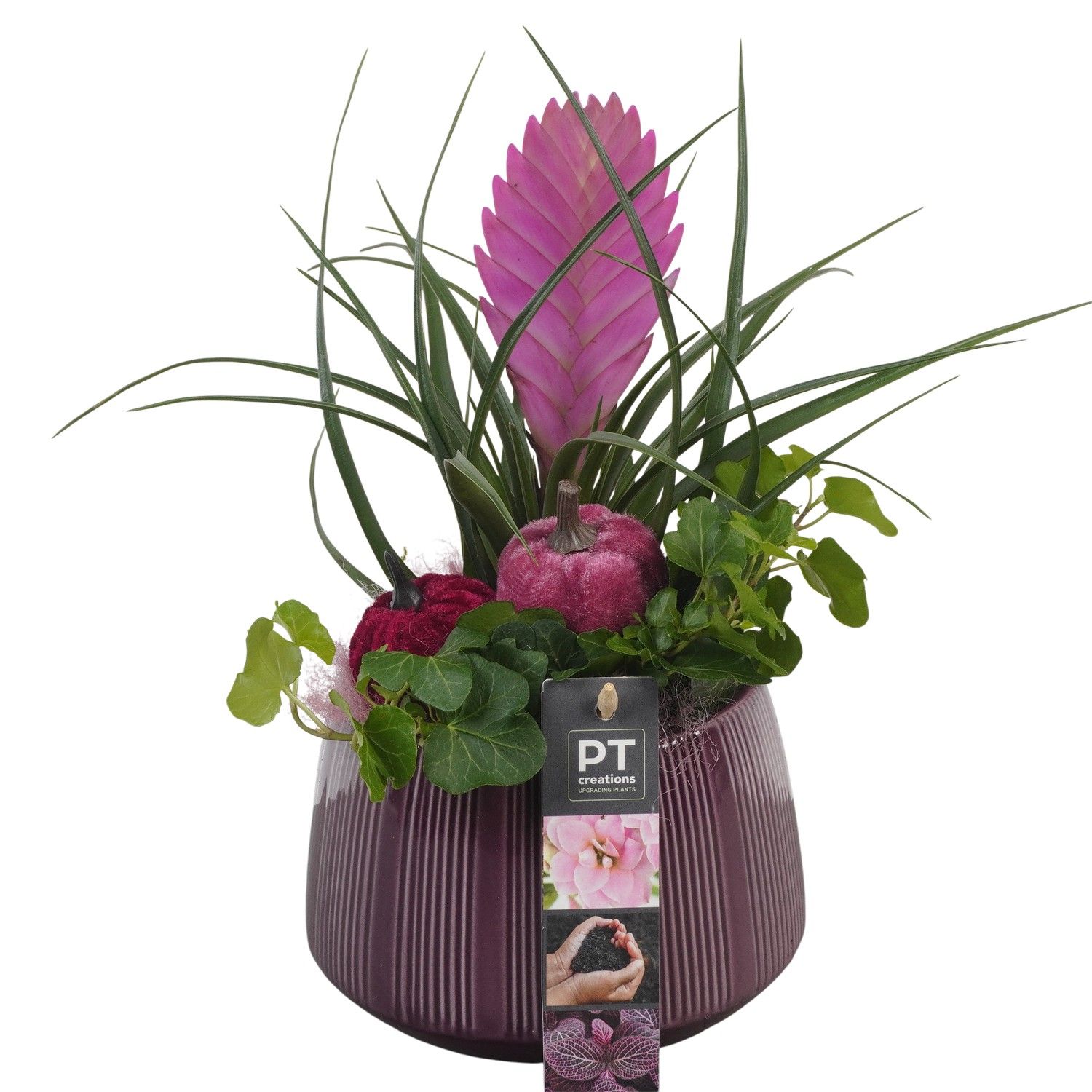 PTHI5530 Arrangement Herfst Indoor in keramiek pot, D 14 cm PTHI5530 Arrangement Herfst Indoor in keramiek pot, D 14 cm