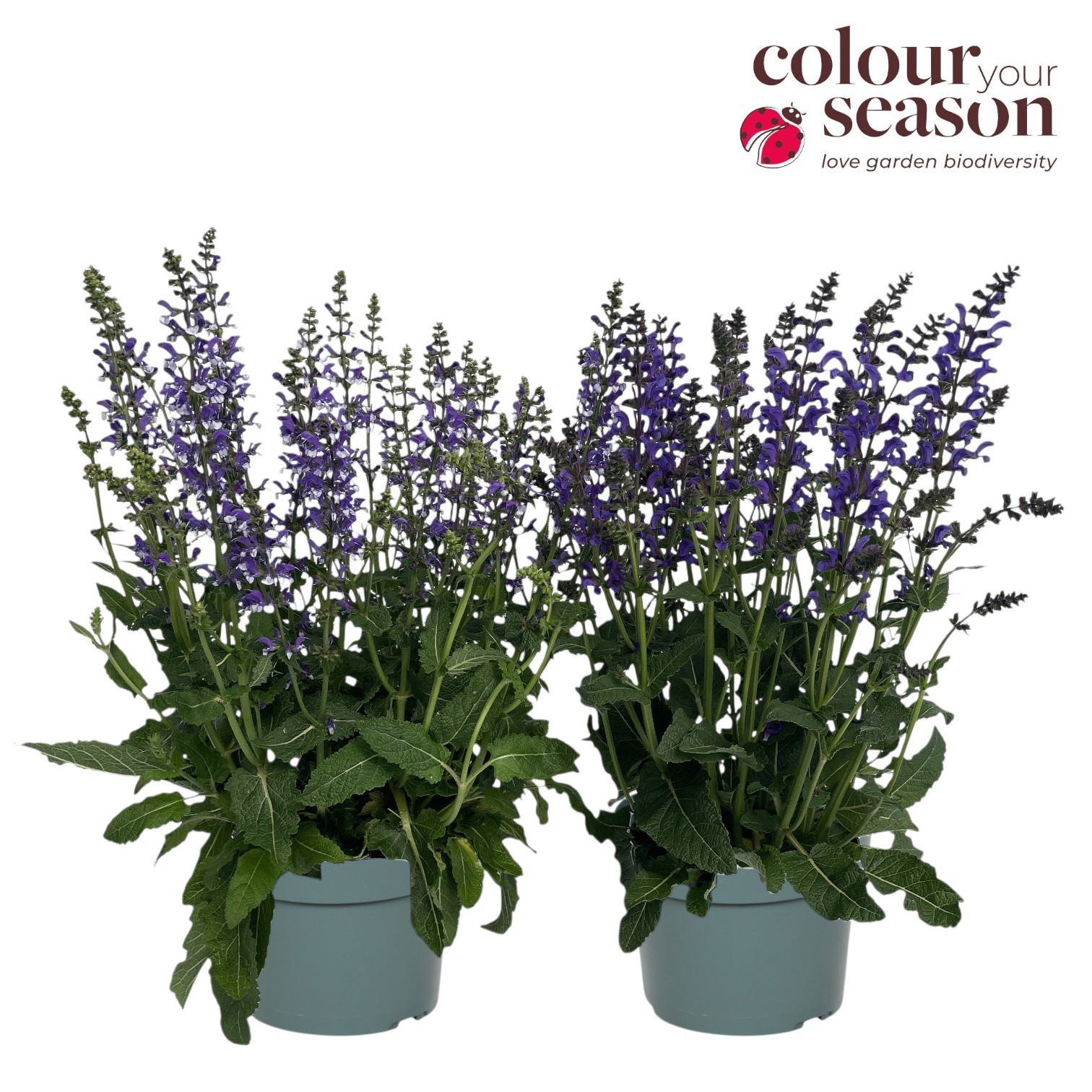 Salvia Fashionista Ballerina Pink P19, D 19