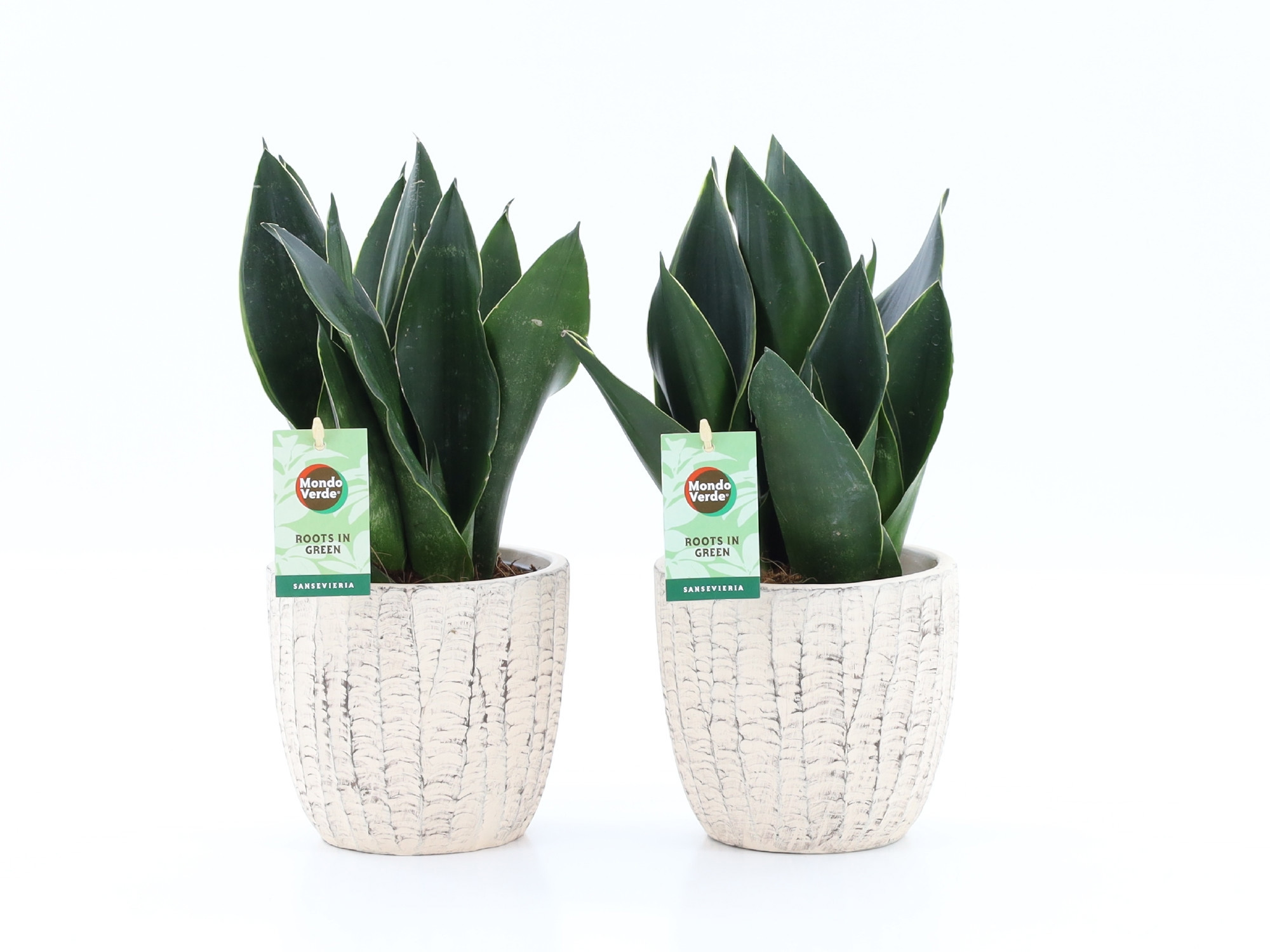 Sansevieria Black Diamond in Sculpture keramiek, D 13