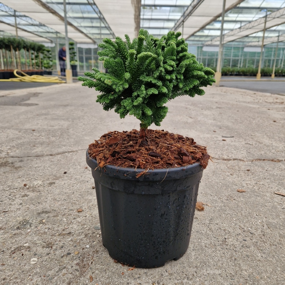 Cryptomeria jap. 'Tomahawk', D 23 cm