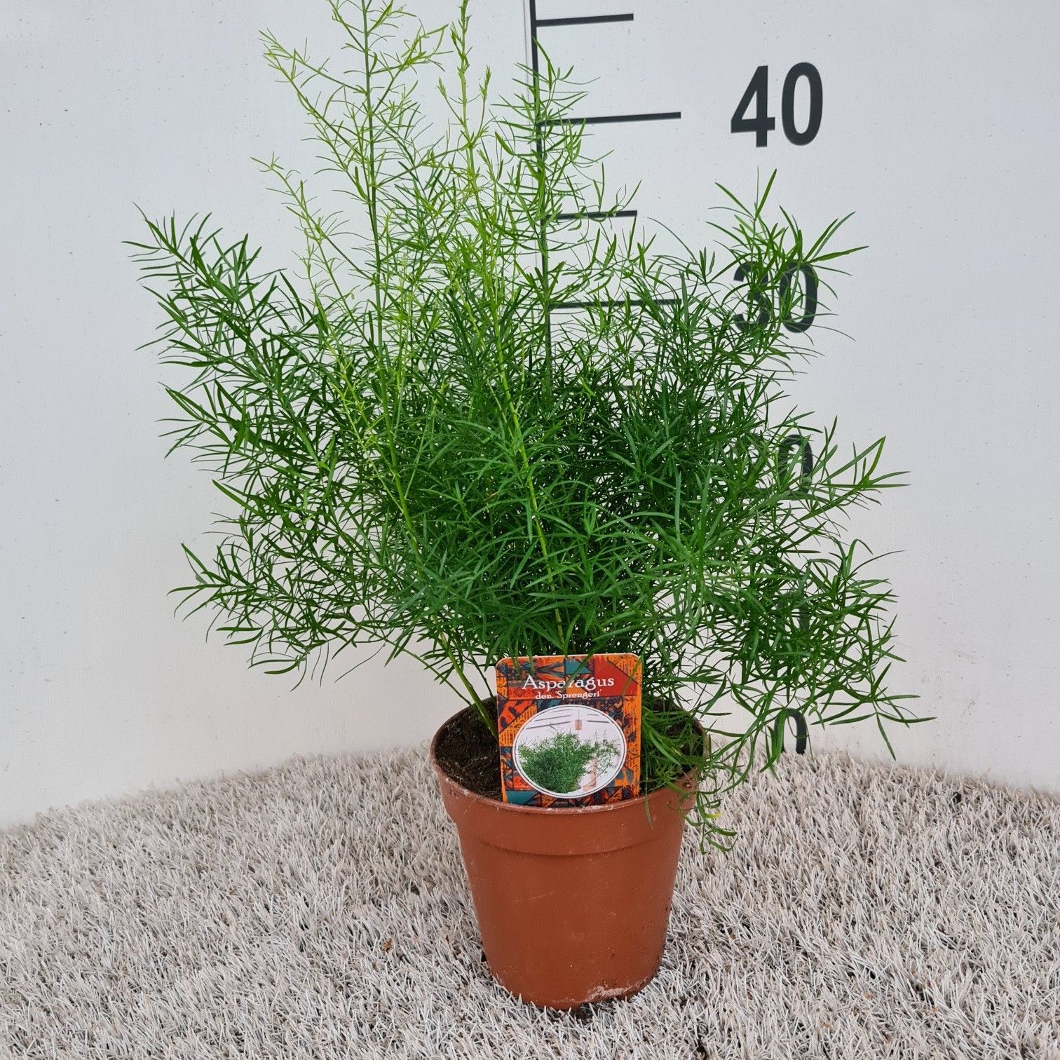 Asparagus d. sprengeri, D 13 cm